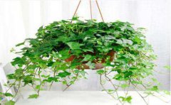 我們要怎么去處理裝修的甲醛問(wèn)題