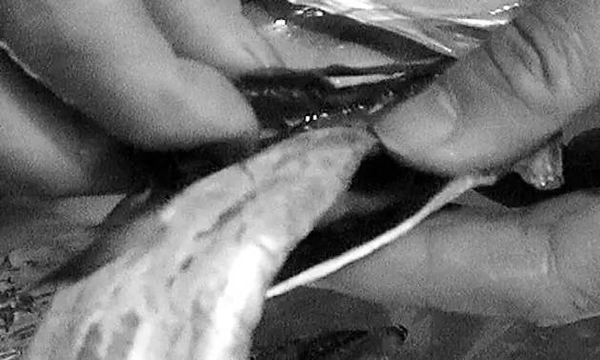 甲醛帶魚(yú)流入市場(chǎng)3 甲醛帶魚(yú)流入市場(chǎng)3