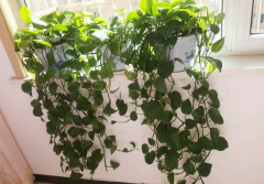 甲醛污染忌視而不見,快給你的新居通通風吧!